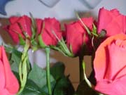 Red roses